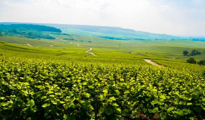 4 days / 3 nights tour in Champagne Magic of bubbles package Groups 10 people