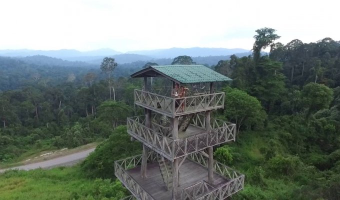 Maliau Observation Tower