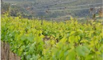 Paarl photo #5