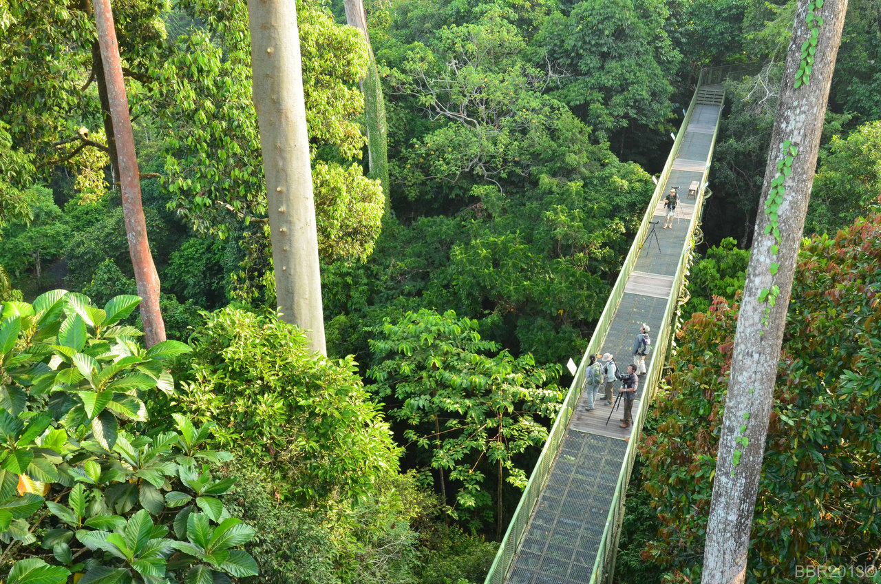 Malaysia Borneo Sabah With Rain Forest Discovery Centre Tour