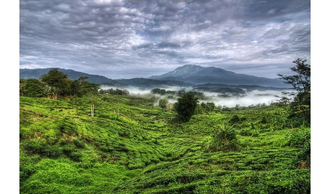 Promo [70% Off] Sabah Tea Garden Malaysia | Best Hotel Booking Site