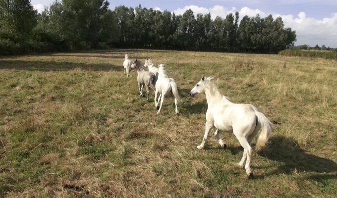  Camargue villa rental Cote de Provence with swimming pool and spa