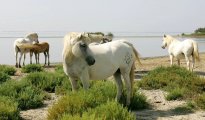 Park Camargue photo #10