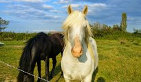 Park Camargue photo #11