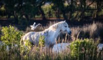 Park Camargue photo #11