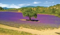 Mont Ventoux photo #18