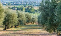 Arezzo Cortona photo #27