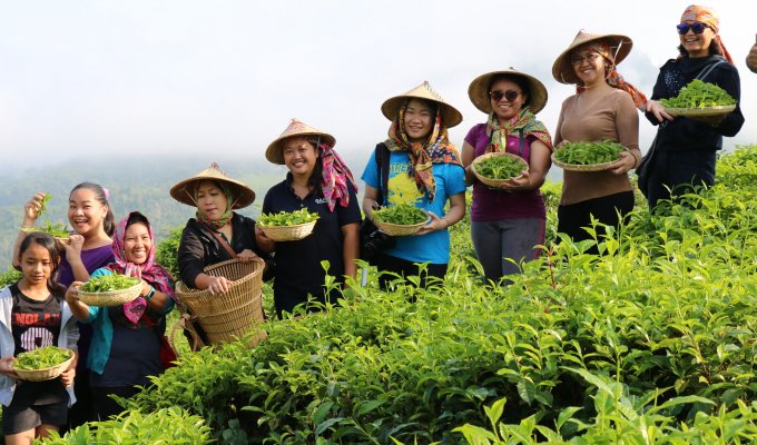 Sabah Tea Garden