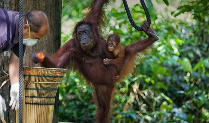 Sepilok Orang Utan Rehabilitation Centre