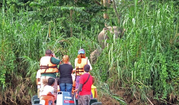 River cruise along Kinabatangan River