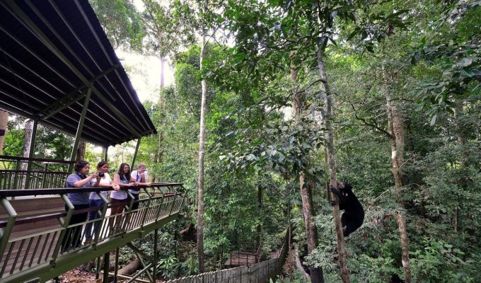 Borneon Sun Bear Conservation Centre