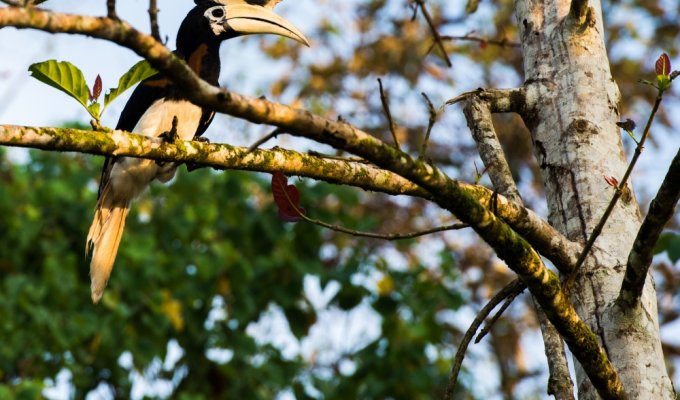 Wildlife at Kinabatangan