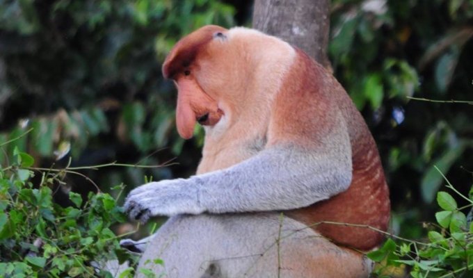 Wildlige at Kinabatangan