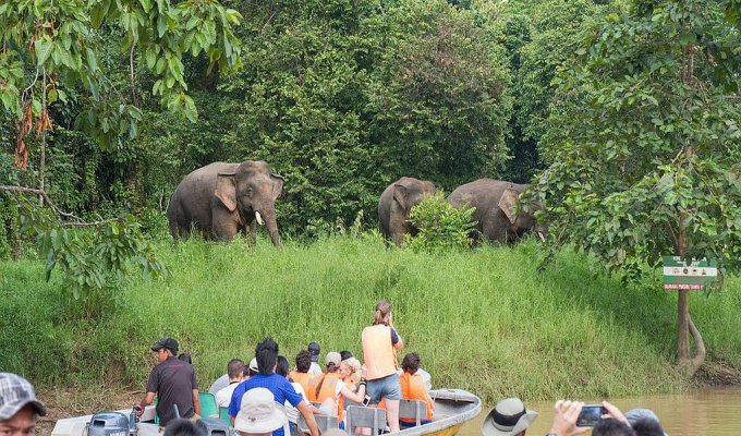 Kinabatangan river cruise