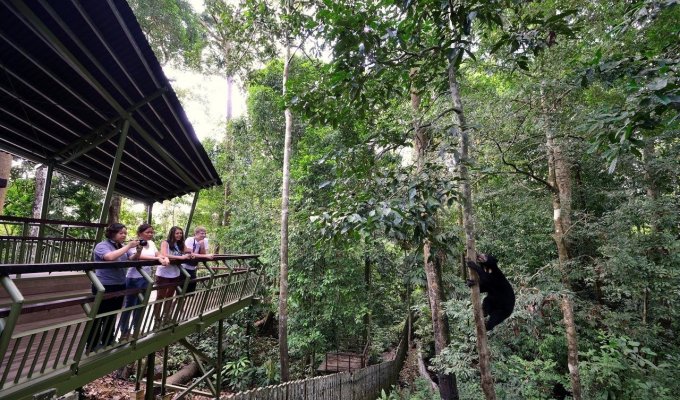 Bornean Sun Bear Conservation Centre