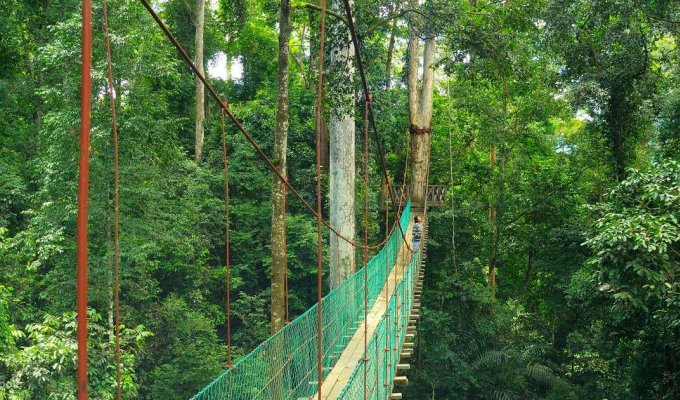 Maliau Sky Bridge