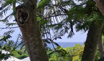 Sainte Anne photo #4