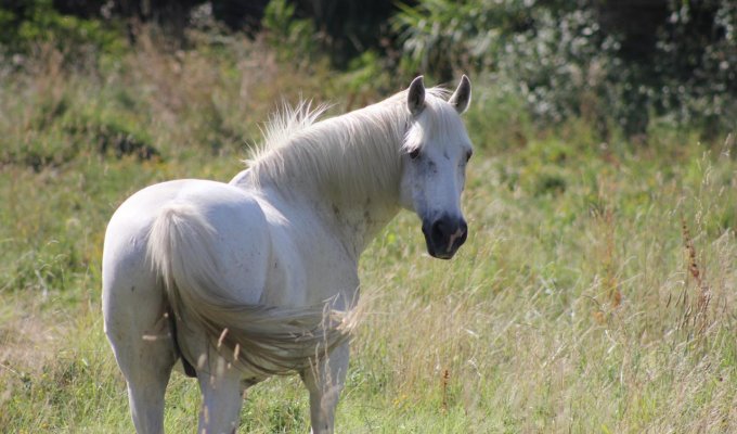 Camargue Provence Coast villa rental with swimming pool