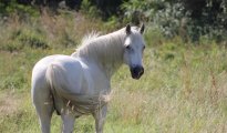 Park Camargue photo #14