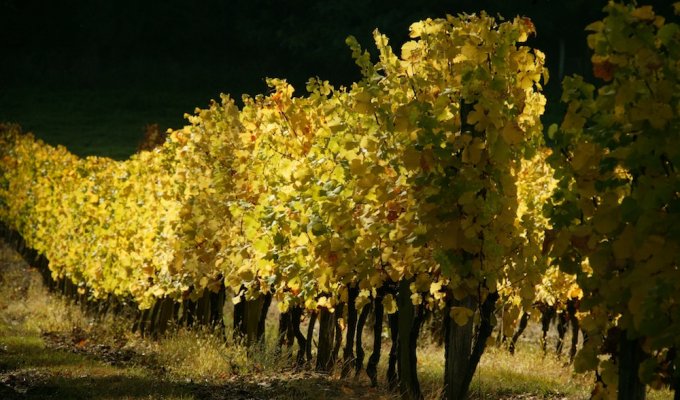 Vines of Chateau La Gontrie 
