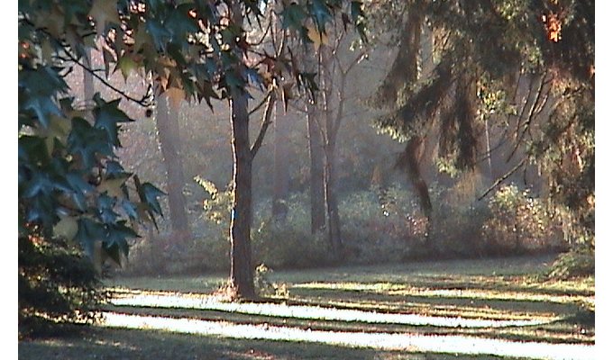 Parc in dawn