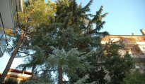 Rome photo #6