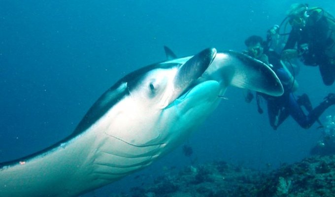 Manta ray trip