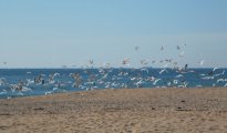 Canet de Mar photo #48