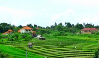 Umalas photo #3