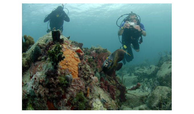 Scuba dive and snorkel in St. Martin / Sint Maarten with Octopus Diving, the world's first V.I.P. scuba and snorkel operation.