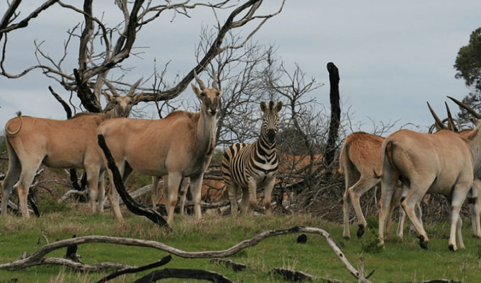 Wild Life