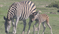Yzerfontein photo #14