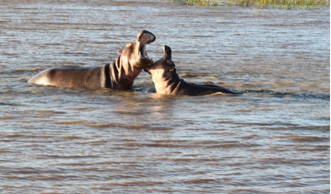 Hippos on the Estuary