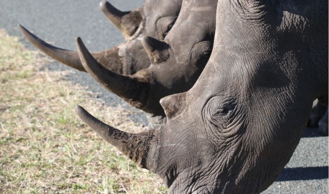 Rhino at Hluhluwe