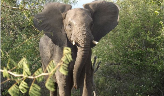 Kruger Safari
