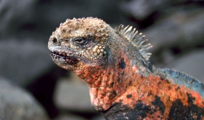 Marine Iguana