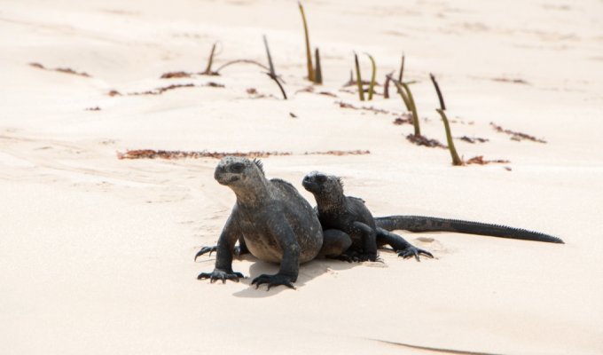 Marine Iguanas