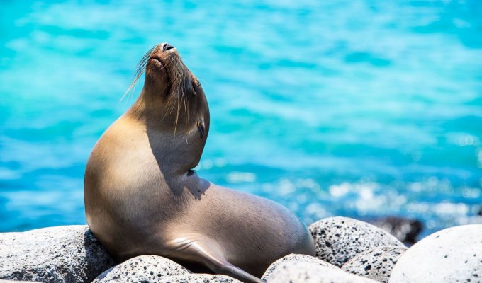 Sea Lion