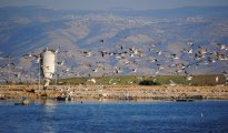 Beit Shean photo #8