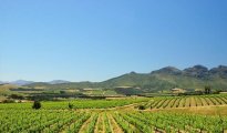 Stellenbosch  photo #9