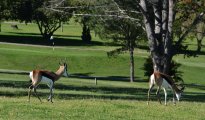 Stellenbosch photo #11