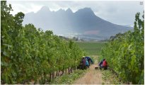 Stellenbosch photo #14