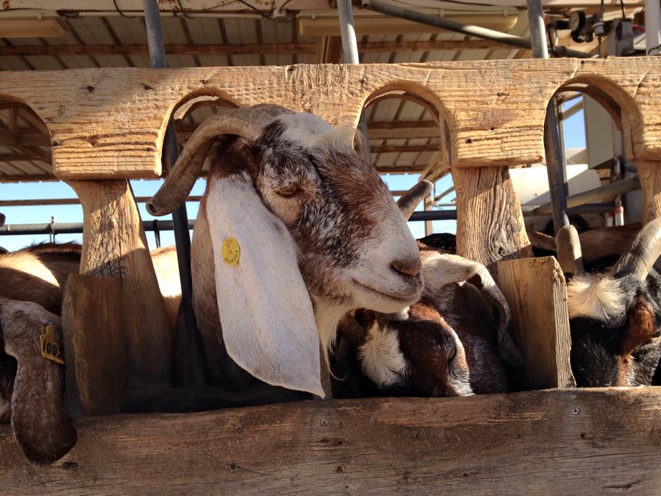 Israel Goat Cheese Farm Restaurant Negev Sde Boker.