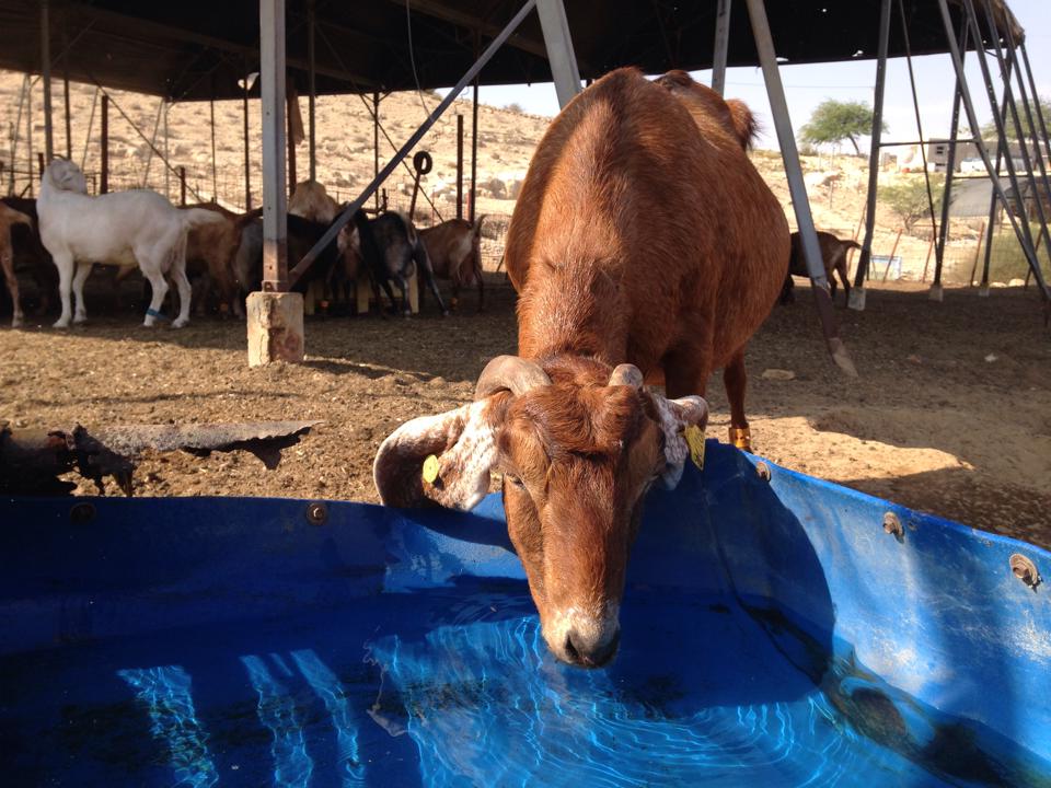 Israel Goat Cheese Farm Restaurant Negev Sde Boker.